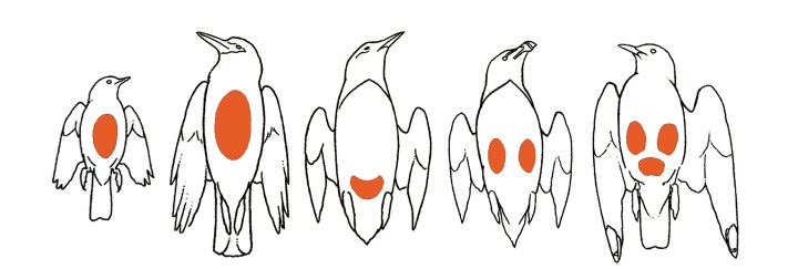 placa incubatriz ulnaebones aves