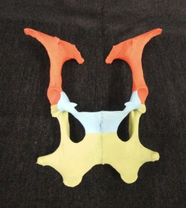 modelos veterinarios ulnaebones huesos esqueleto pintado